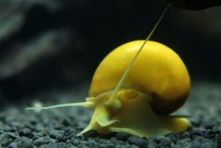 黄金螺能长多大？