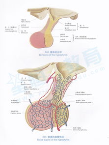 垂体窝解剖图 搜狗图片搜索