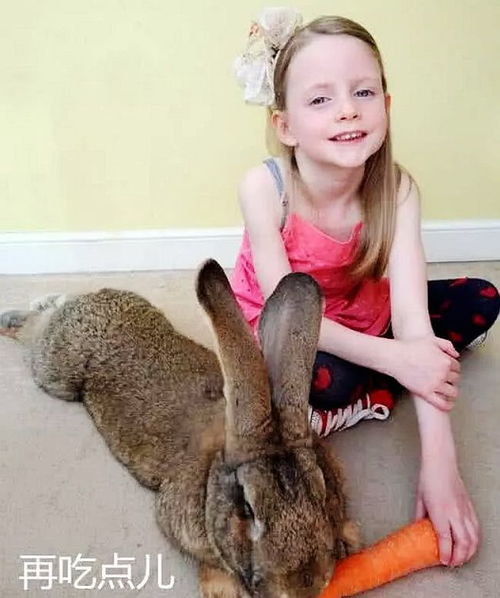 男子给女儿买了只兔子,兔子吃得越来越多,一年之后无法淡定了