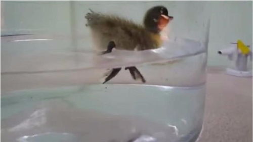 刚买的小鸭子能碰水吗 小鸭子身上湿透了会死吗
