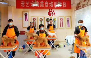 北京学宠物美容师需要多少钱