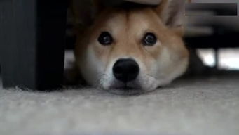 狗狗为什么喜欢钻床底 这有什么秘密吗