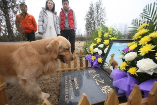 宠物殡葬业在国内悄然兴起 