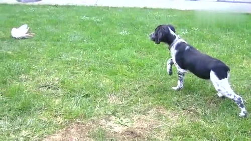 草地上训练的小猎犬,不知道是只什么小猎犬 