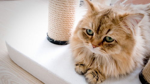 猫咪益生菌可以让猫咪止吐吗 如何给猫选合适益生菌