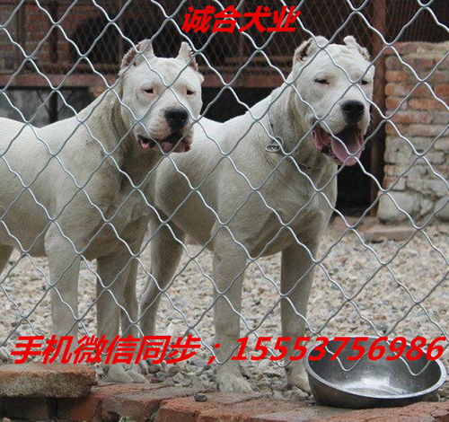 丽江纯种杜高犬的价格杜高犬的优点和缺点杜高犬打猎怎么样 