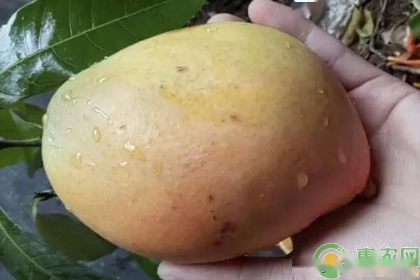 芒果种植技术 如何用芒果果核种植芒果