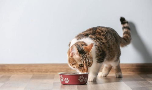 不按时让猫吃饭,真的会让猫生气么 要留意猫的压力周期