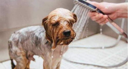 狗狗为何这么抗拒洗澡 学习这些,狗狗从此爱上洗澡