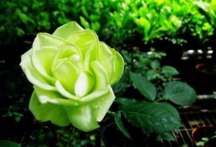 绿玫瑰花语及代表意义- 绿色浪漫，永不凋谢的爱