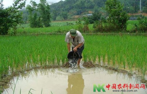 四川省稻田养鱼面积居全国之首