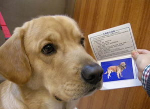 上海公安机关查获一起违法办理 养犬登记证 案件