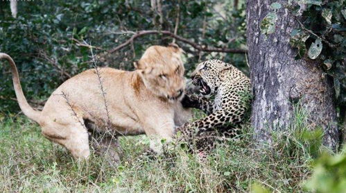 猫科动物间的 友谊 狮子吃花豹,花豹吃狞猫,狞猫吃野猫