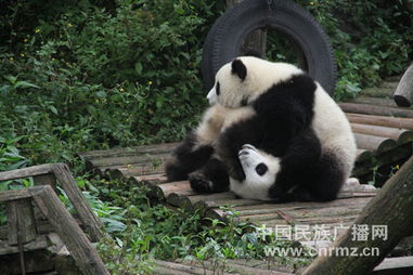 2014年全球第一只新生大熊猫被认养 征名活动启动 