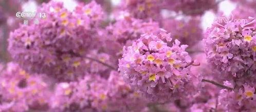 紫花风铃生长环境,紫花风铃的生长环境