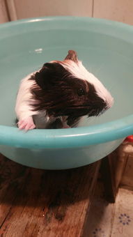 昨天刚买的仓鼠今天逃跑了,浴沙还没有用,可以给荷兰猪用浴沙嘛 当然水洗还是最主要的洗澡方法 