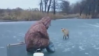 男子在冰面上钓鱼,一只 狗 走过来,男子立马做出这样的举动