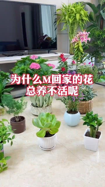 花卉绿植哪家好,在当今快节奏的生活中，花卉绿植成为了人们生活中不可或缺的一部分