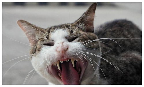 幼猫啃咬家中东西,猫并非只为了换牙,猫正常成长的重要阶段