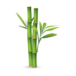 竹子上长了好多白色像棉絮一样的东西,怎么办啊？