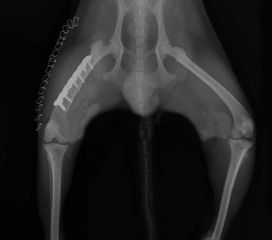 宠物DR影像临床诊断应用案例 犬类后肢骨折内固定手术记录 精华