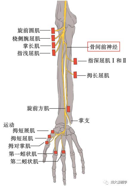 如何判断骨间背神经是否损伤