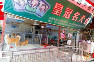 武汉宠物市场