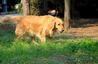 金毛是大型犬还是中型犬呢 