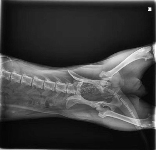 狗狗盆骨粉碎性骨折,手术大约多少钱 