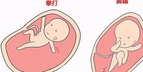妈妈怀孕期间,宝宝每天在肚子里经历的24小时,竟然这么有趣