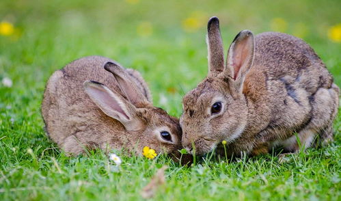 兔子喝了水就会一命呜呼 关键是对水质要求高,它们的肠胃很脆弱
