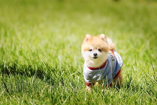 生肖属狗人2019年10月运气早知道