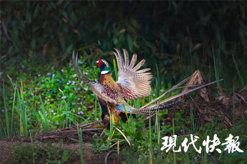 南京湿地鸟类图鉴 普通鸬鹚最常见,雉鸡最好看
