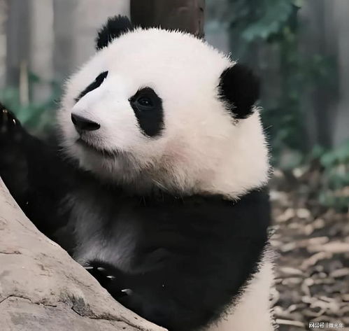 打大熊猫的张鑫出现在评审名单中,受到质疑,他怎么还能养熊猫