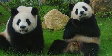 深圳野生动物园门票,探秘深圳野生动物园：与珍稀动物零距离接触，畅享生态旅游新体验！