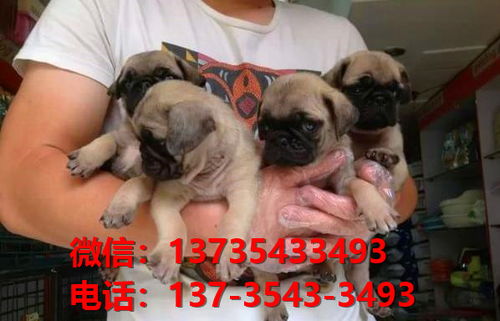 正宗巴哥犬幼犬出售 南京宠物狗市场犬舍在哪里卖狗地方哪里有买狗