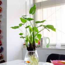 室内放什么植物净化空气,室内净化空气的最佳植物？