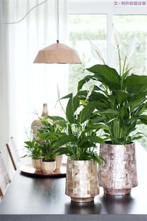 超级好养的绿植：美丽且易于维护的室内植物