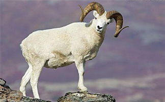 属羊的和什么属相最配 属羊人的婚姻与命运 属羊的今年多大 属羊的属相婚配表 星座网 