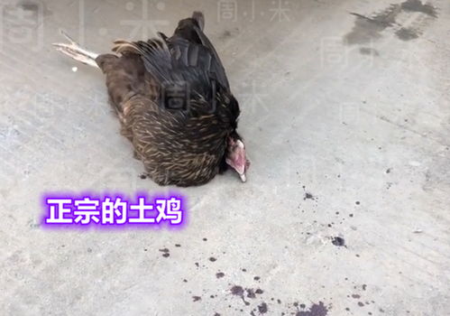 赔100鸡留下,赔200鸡带走,湖北男子开车撞死鸡后遭索赔