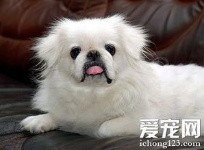 京巴狗的特点 简单介绍狗狗的外貌特征