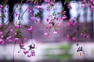 看过杏花和梨花,五一去看海棠花,呼图壁海棠园 千回西域 一日游188元 人