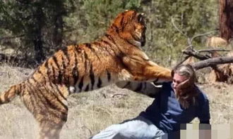 为什么吃过人的老虎,一定要马上杀掉 动物专家告诉你实情 
