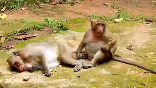 傻猴子想引起母猴的注意,不停的发动魅力攻势,搞笑 