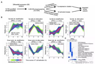 文献分享 整合蛋白质组和磷酸化蛋白质组展示T信号传导网络和生物能量通路