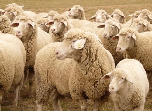 羊打了疫苗,多长时间才能驱虫