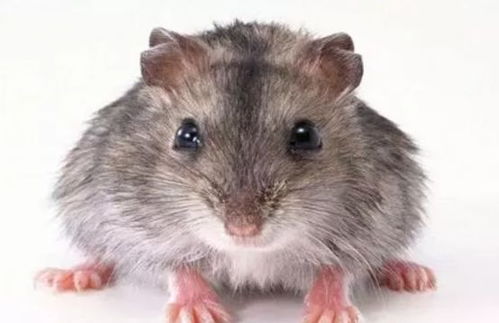 人类会被老鼠取代 研究发现老鼠在偷偷进化,智商越来越高