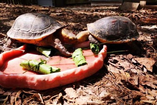上海动物园首次成功繁殖黄缘闭壳龟,是国家二级保护动物,取名 呆呆
