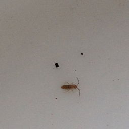 家里突然出现了很多这种小虫子,请问这是什么虫子 怎么消灭它们 为什么我家会突然出现这么多,卧室厕所