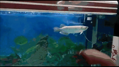 鱼缸中危险的十大观赏鱼,竟然是它们